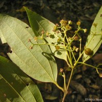 Cinnamomum capparu-coronde Blume